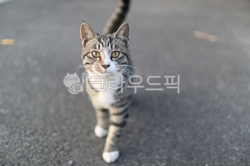 cat,stray cat,stray cat,cat,tiger cat