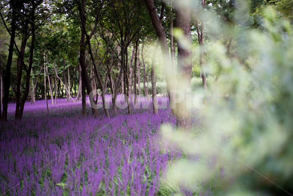 맥문동,보라색꽃,꽃,여름꽃,가을꽃,식물,자연,plants,nature,꽃,flower,나무,trees,wood