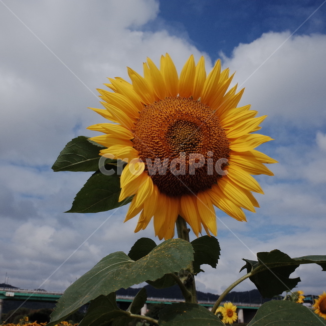 해바라기,꽃,해바라기밭,꽃축제,식물,가을,자연,식물,자연,plants,nature,꽃,flower