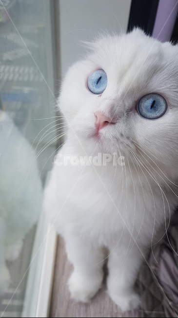 스코티쉬폴드,고양이,눈,동물,귀여운,파란,흰둥이,동물,animal,포유류,mammal,고양이,cat,kitten,kitty