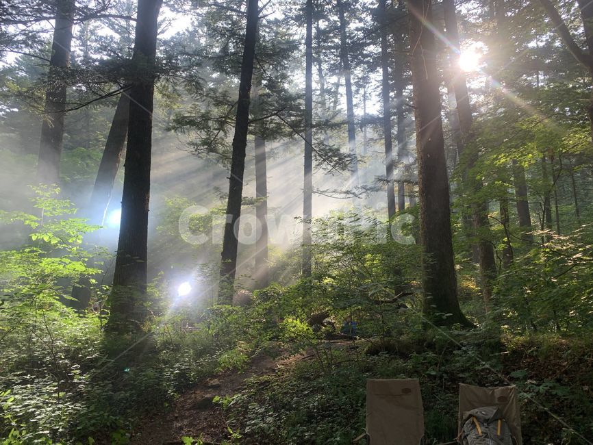 숲,풍경,힐링,햇살,나무,자연,풍경,nature,landscape