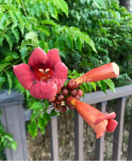 flower,플라워,꽃,자연,식물,식물,자연,plants,nature,꽃,flower