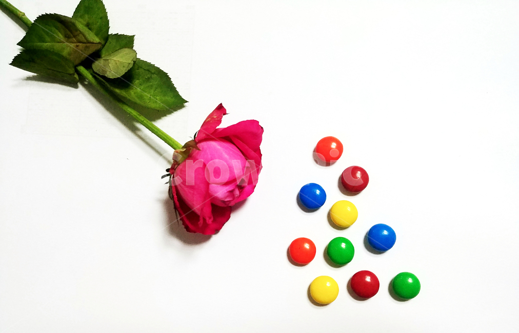 sweet,과자,초콜렛,color,rose,장미,조화,알록달록,아기자기,공간,구도,연출,컨셉,콘셉,direction,concept