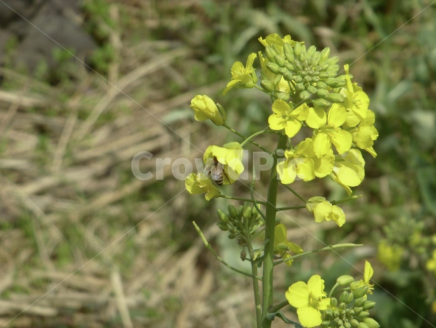 꽃,꿀벌,노란꽃,식물,들꽃,곤충,자연,bee,yello,flower,벌