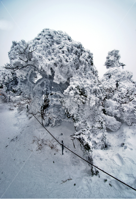 한라산,제주도,영실코스,설경,설화,겨울,안개,겨울,계절,winter,season