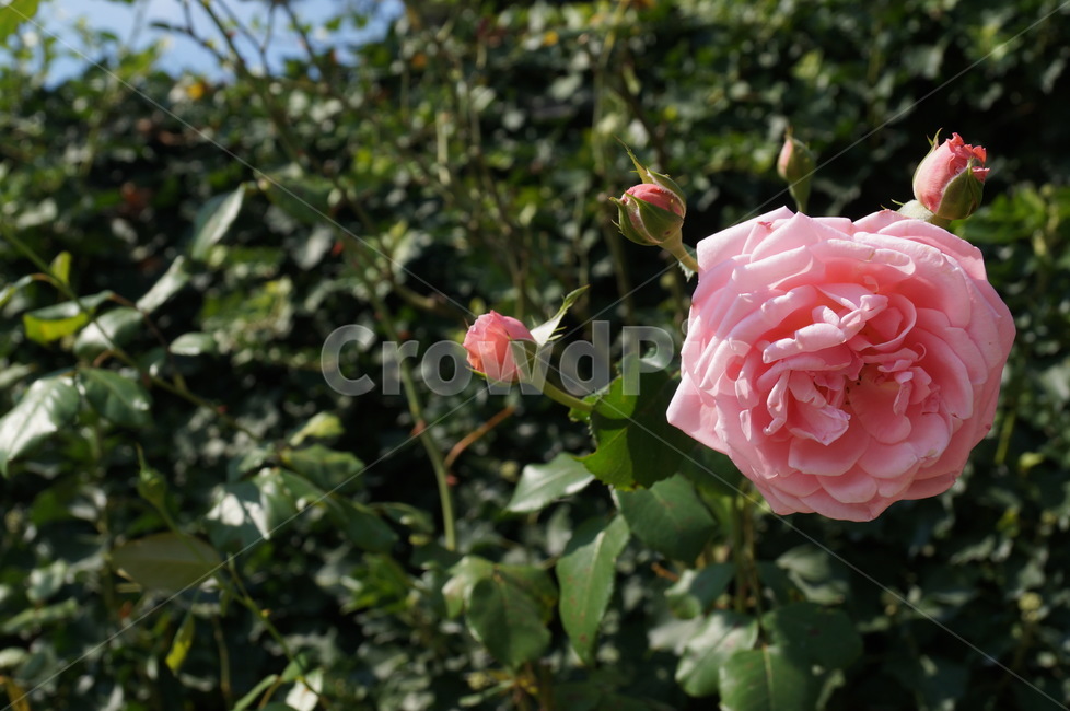 rose,장미,plant,식물,blossom,꽃,flower