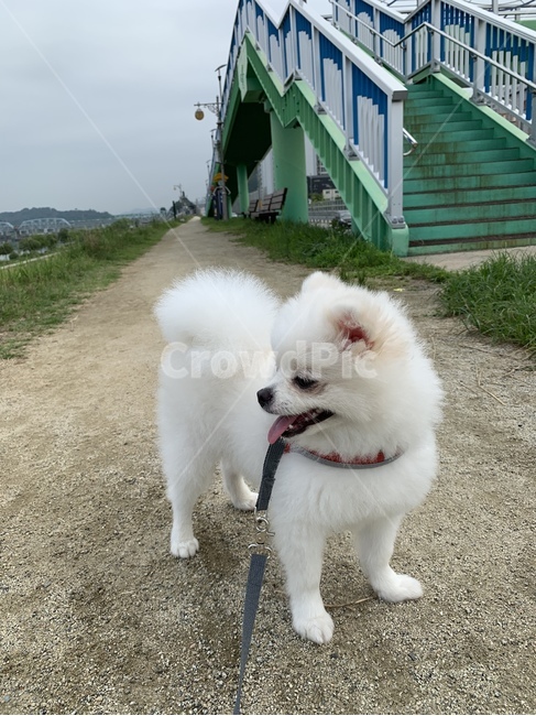 강아지,포메,귀여운,강아지산책,하얀강아지