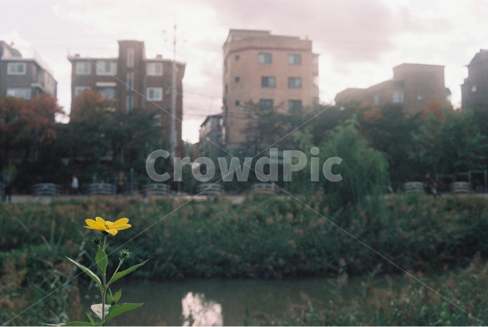 필름카메라,필음,필름사진,감성사진,꽃,들꽃,민들레,식물,자연,plants,nature,꽃,flower