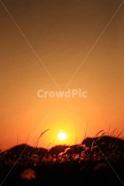 일몰,수섬,삘기꽃,삘기,화성,해넘이,노을,sunrise,역광,자연,풍경,nature,landscape,실루엣,그림자,silhouette,shadow,outdoors,옥외,sky,하늘,dusk,황혼,sunset,red sky,붉은 하늘,dawn,새벽