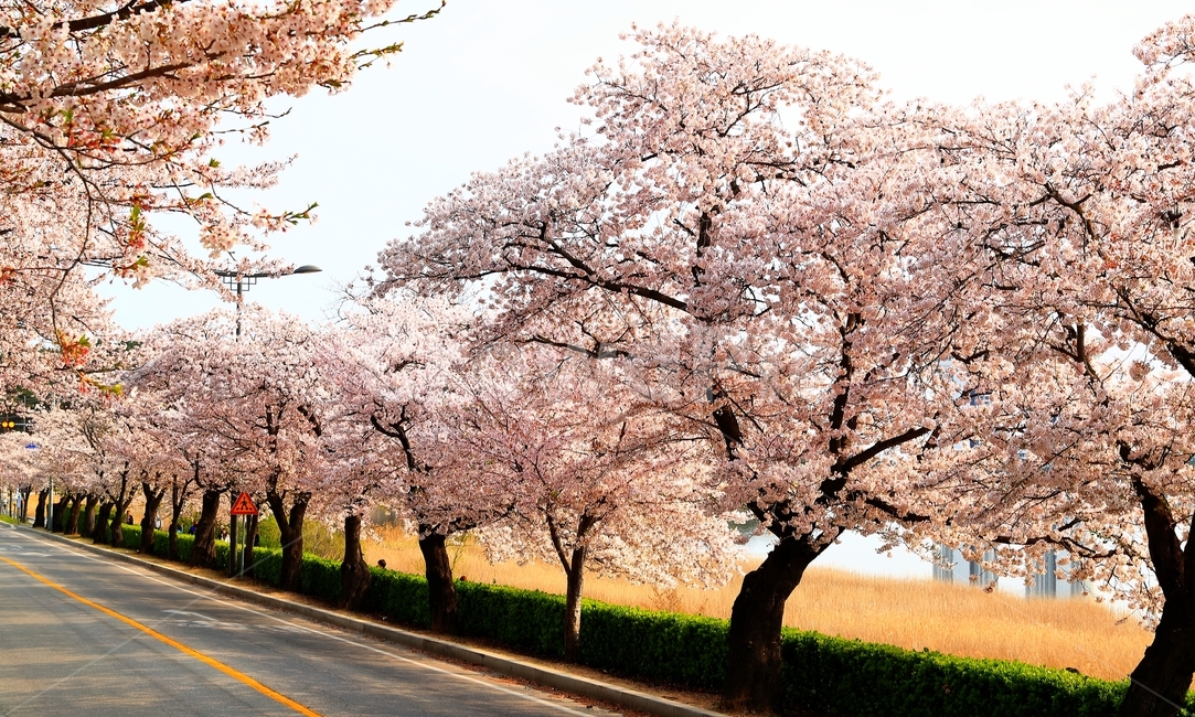 꽃,경포대,벚꽃,길,경포호,호수,봄,봄,계절,spring,season,plant,식물,flower,blossom