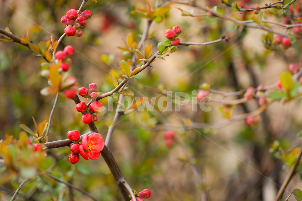 plant,식물,flower,꽃,명자꽃,식물,자연,plants,nature