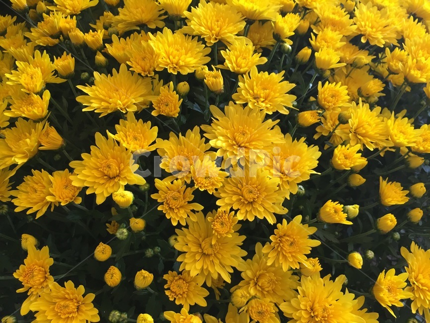 국화,노란꽃,가을,꽃,자연,plants,nature,flower,식물,노랑,초록,yellow,green,식물,자연,plants,nature,꽃,flower