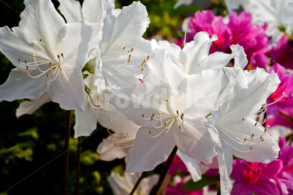 철쭉,철죽,개꽃나무,꽃,화초,flower,식물,관상용,royalazalea,계절,식물,자연,plants,nature,꽃,flower