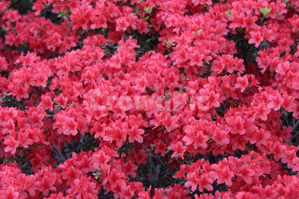 꽃,철쭉,야생화,길꽃,진달래,봄,계절,spring,season,식물,자연,plants,nature,꽃,flower,geranium,제라늄,blossom,plant,bush,부시,vegetation,초목