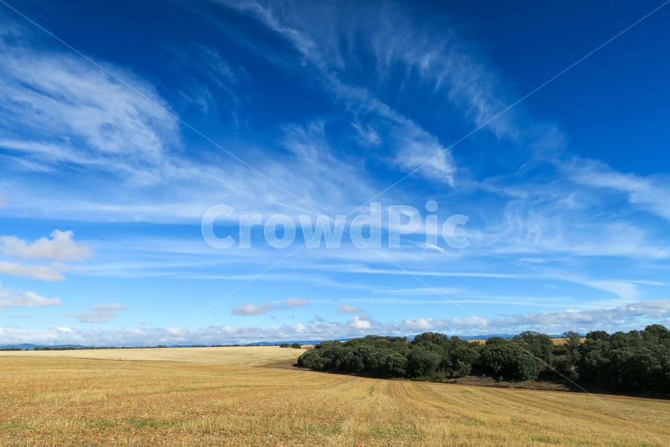outdoors,옥외,grassland,field,들,목초지,스페인,spain,españa,산티아고순례길,순례길,산티아고,순례,pilgrim,peregrino,caminodesantiago,camino,순례자,nature,자연,길,road,way,dirtroad,흙길,풍경,landscape,아스토르가가는길,아스토르가,aastorga,toastorga