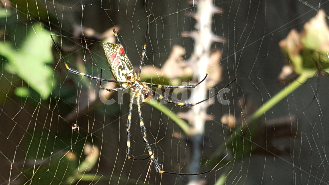 거미줄,animal,동물,spider,거미,거미류,arachnid,invertebrate,무척추동물
