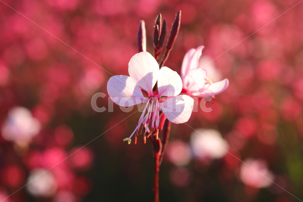 꽃,가우라,분홍바늘꽃,식물,자연,가우라꽃,분홍꽃,식물,자연,plants,nature,꽃,flower,색깔,색상,색채,색감,color sense,color sensitivity,feeling of color