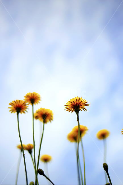 민들레,노랑,꽃,식물,하늘,식물,자연,plants,nature,꽃,flower