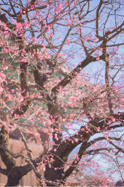 꽃,홍매화,절,봄꽃,매화,봄,계절,spring,season,식물,자연,plants,nature,꽃,flower,plant,blossom