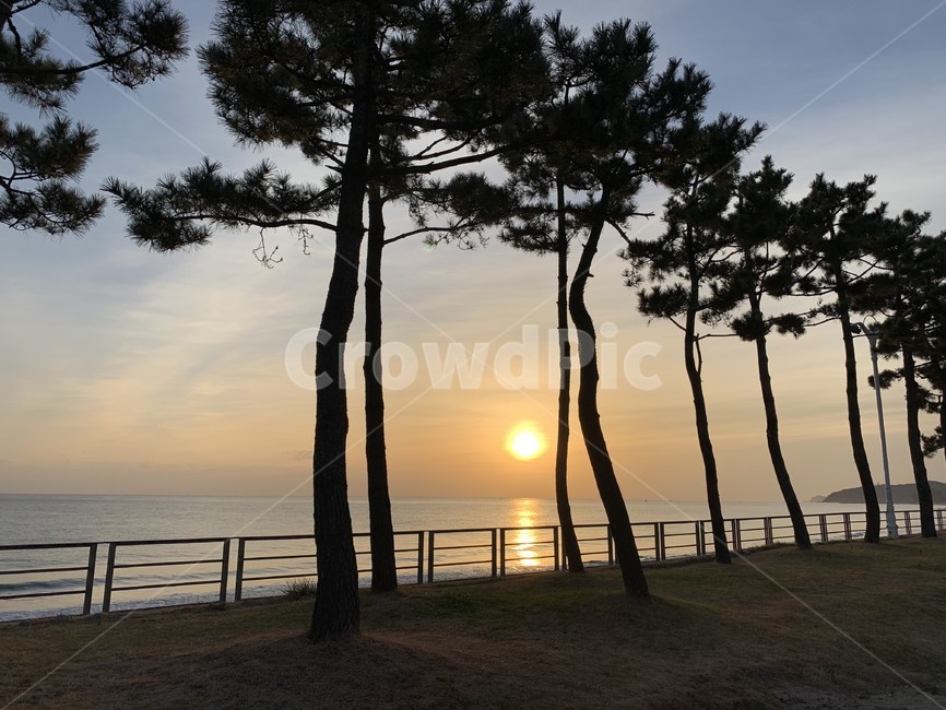nature,나무,plant,자연,강원도,sunrise,일출,자연,풍경,nature,landscape
