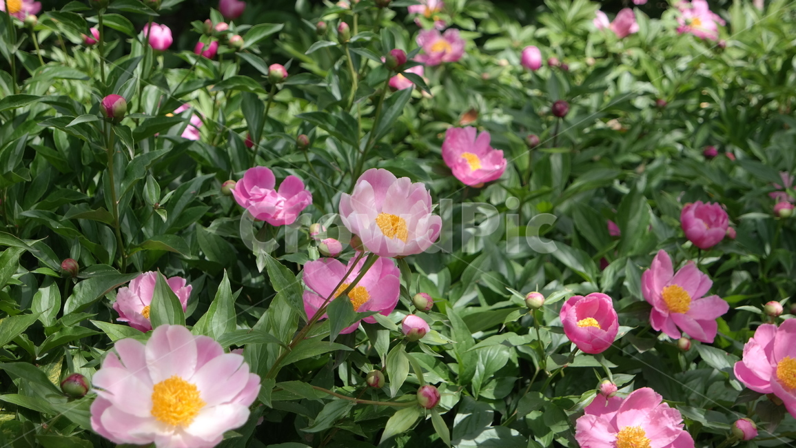 작약,정원,flowers,핑크,background,bloom,blossom,bright,colorful,flora,floral,flower,fresh,garden,green,leaf,natural,nature,peony,petal,pink,plant,spring,식물,자연,plants,nature,꽃,flower