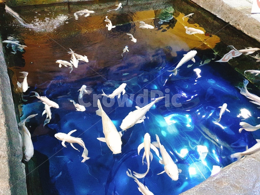 잉어,코엑스아쿠아리움,비단잉어,은색잉어,백색잉어,수족관,물고기,동물,animal,어류,물고기,fish