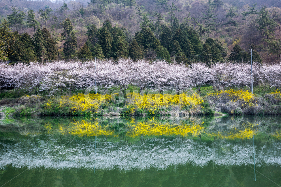 벚꽃,개나리,호수,반영,봄,봄꽃,봄,계절,spring,season,자연,풍경,nature,landscape,한국자연풍경,한국자연경관,korea nature landscape,plant,식물