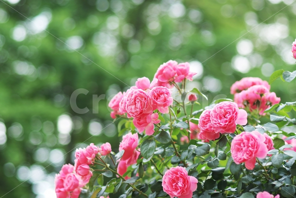 장미,봄,분홍장미,rose,pink,spring,꽃,꽃밭,식물,자연,plants,nature,꽃,flower