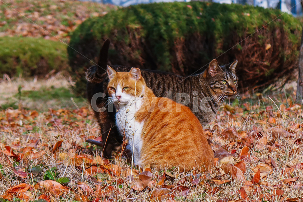 야생동물,고양이,가을,분위기,낙엽,단풍,길고양이,mammal,포유류,animal,동물,pet,애완동물,cat,fall,autumn,leaf,leaves,maple,잔디,잔디밭,grass,동물,animal,포유류,mammal,고양이,cat,kitten,kitty