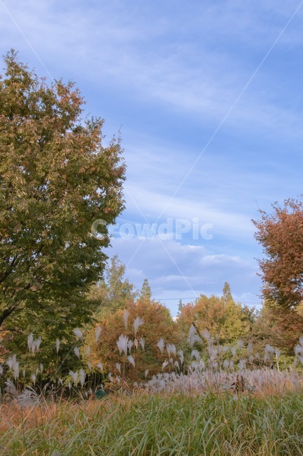tree,색감,배경화면,가을,억새,가을,계절,fall,autumn,season,나무,plant,식물