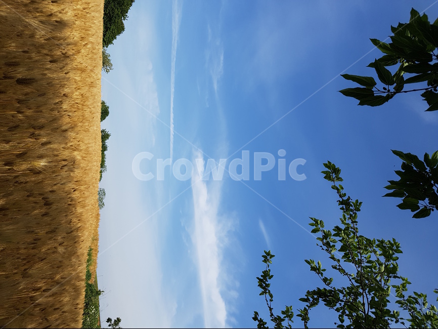 보리,보리밭,노랑,늦봄,파랑하늘,풍경,자연,풍경,nature,landscape,식물,plants,field,들