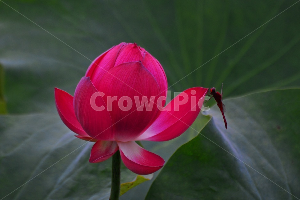 flower,blossom,꽃,petal,꽃잎,plant,식물,부여,궁남지,연꽃축제,수련,연꽃,홍연