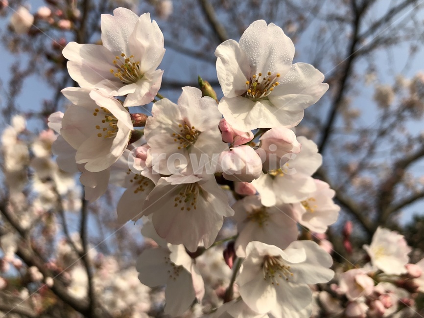 plant,식물,blossom,flower,꽃,벚꽃,식물,자연,plants,nature,꽃,flower