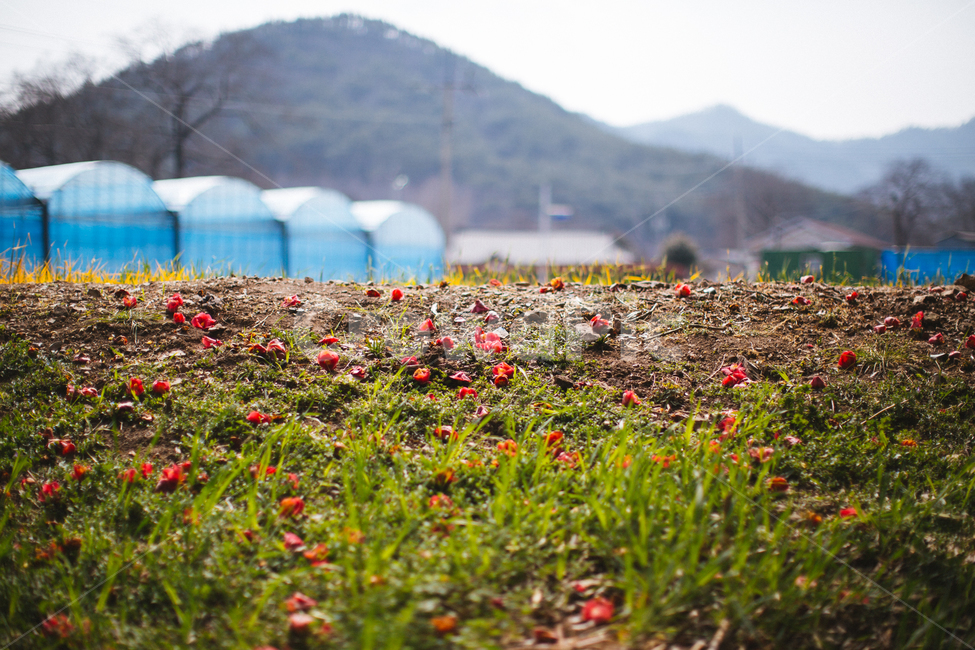 봄,동백,꽃,나무,식물,자연,풍경,빨간색,자연,풍경,nature,landscape,outdoors,옥외