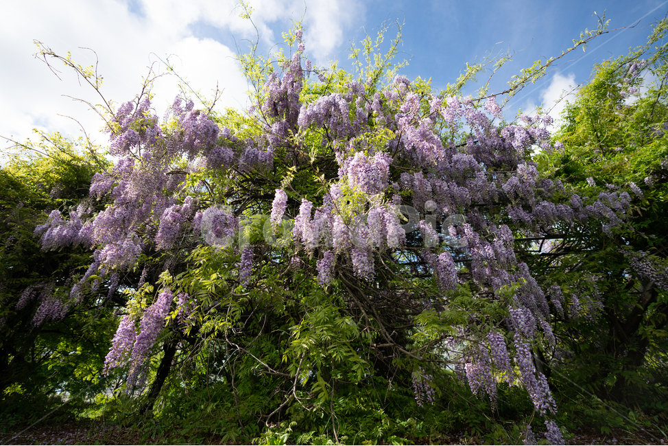 등나무꽃,등꽃,자연,wisteria,flower,하늘,구름,sky,식물,자연,plants,nature,꽃,flower