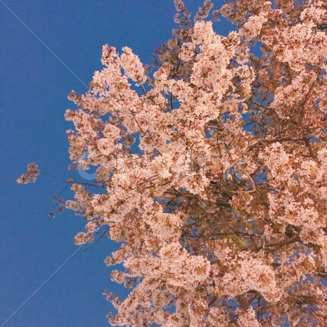 벚꽃,벚꽃놀이,풍경,꽃,하늘,봄,계절,spring,season,식물,자연,plants,nature,꽃,flower,나무,trees,wood,감성,sensible,feeling,색깔,색상,색채,색감,color sense,color sensitivity,feeling of color,plant,blossom,cherry blossom