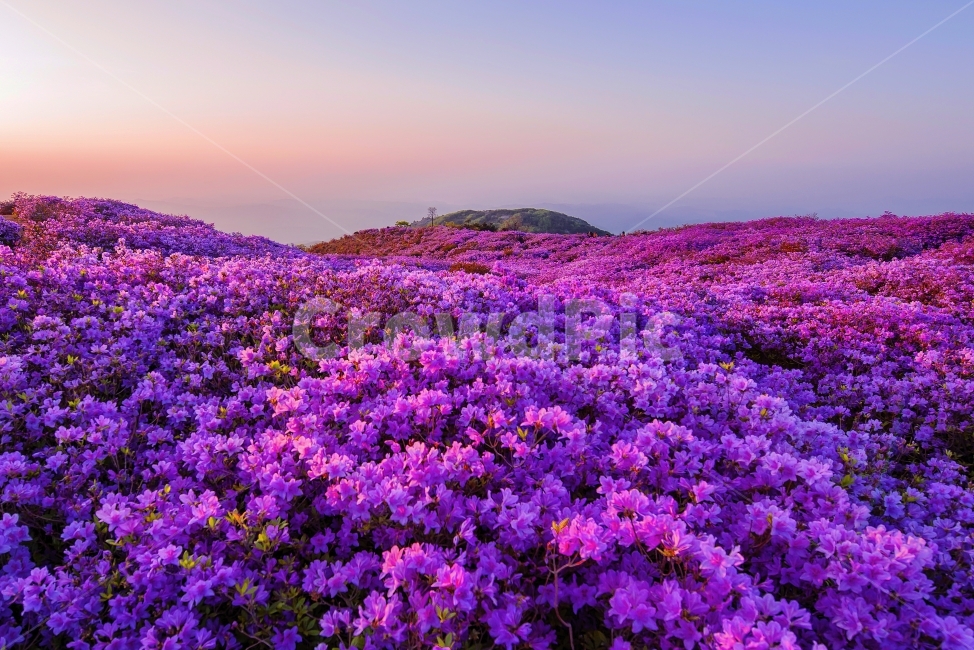 봄,여행,산행,철쭉,황매산,봄,계절,spring,season,자연,풍경,nature,landscape,한국자연풍경,한국자연경관,korea nature landscape,식물,plants,꽃,flower,iris,아이리스,plant,blossom