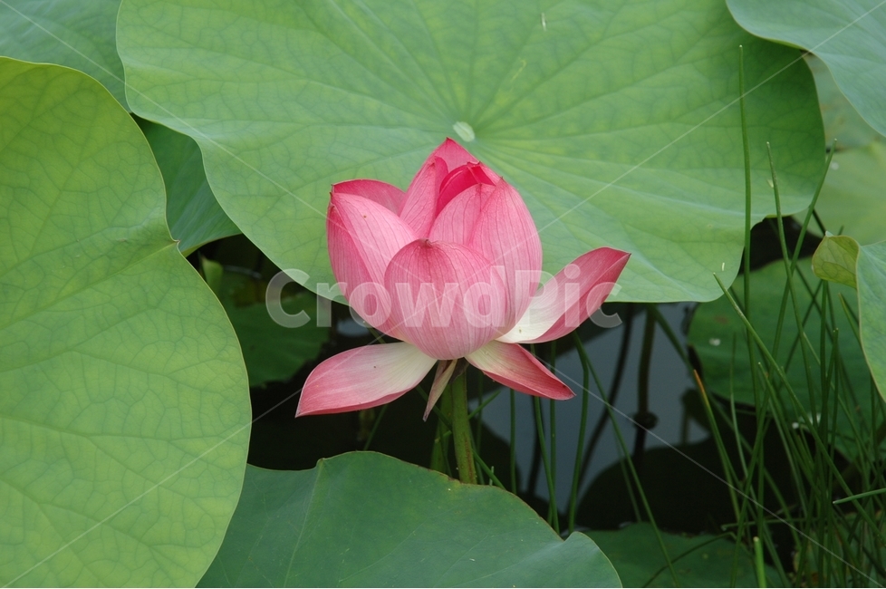 연꽃,꽃,nelumbonuciferagaertn,불교,힐링,식물,자연,plants,nature,꽃,flower