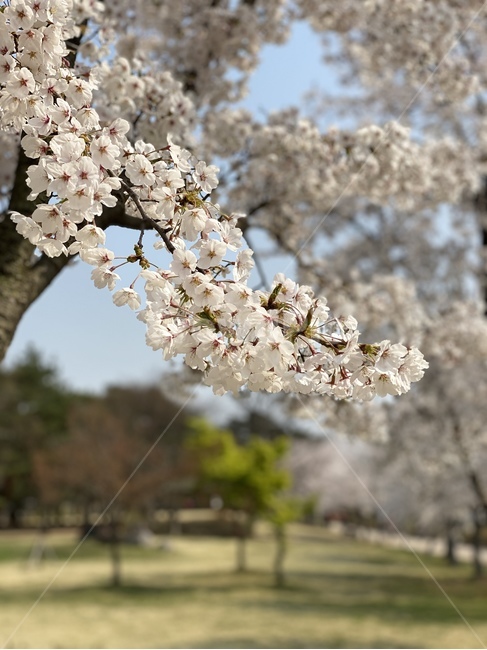 plant,식물,blossom,flower,꽃,자연,nature,벚꽃
