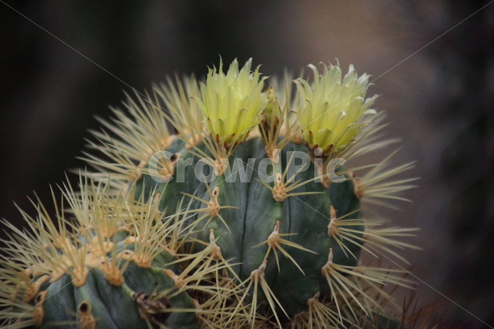 plant,식물,꽃,선인장,cactus,ferocactusglaucescens,왕관룡선인장,식물,자연,plants,nature