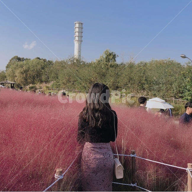핑크뮬리,뒷모습,인물실루엣,사람실루엣,억새축제,pinkmuhly,pinkmuhlygrass,grass,가을,꽃,꽃축제,사람,person,여성,여자,자연,풍경,배경,색감,핑크,love,rest,healing,flower,female,woman,lady,패션,스커트,블라우스,가방,사람,인물,인간,human,person,여성,여자,woman,female,lady