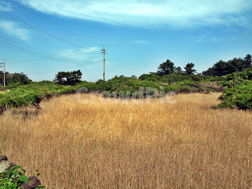 제주,올레1코스,올레,자연,푸른하늘,종달리,밭,수풀,제주도,jeju,jeju island,grassland,목초지,outdoors,옥외,field,들,nature,savanna,대초원