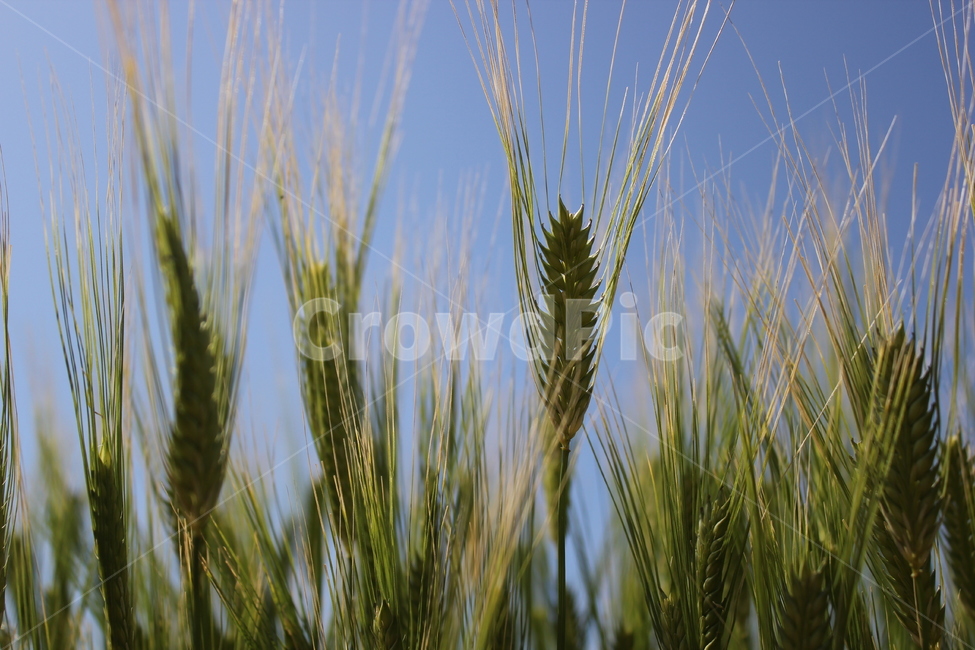 제주도,가파도,청보리,봄,풍경,jeju,gapado,foragebarley,spring,landscape,한국,자연,nature,힐링,healing,korea