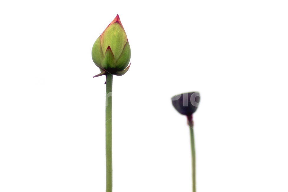 필름,필름사진,필름느낌,필름감성,연꽃,꽃봉오리,꽃,식물,plant,bud,sprout,blossom,flower,식물,자연,plants,nature