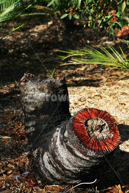 나무,잘린나무,나이테,자연,red,growthring,annualring,잘린,cut,tree,brown,park,nature