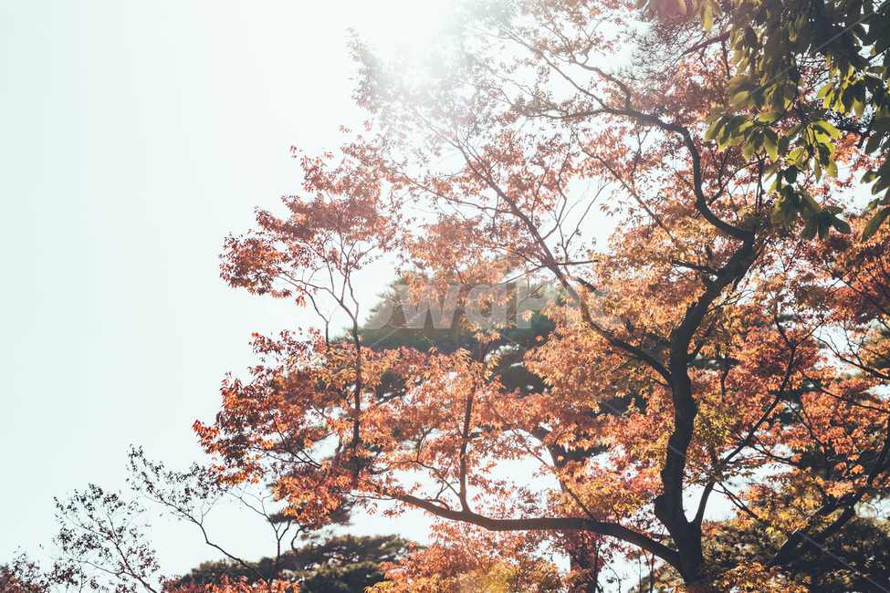 가을,나무,단풍,낙엽,풍경,감성,가을,계절,fall,autumn,season,자연,풍경,nature,landscape,tree,plant,식물