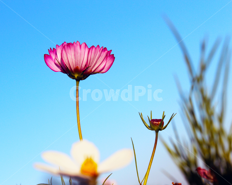 코스모스,cosmos,꽃,flower,자연,nature,가을,fall,autumn,하늘,sky,blue,야생화,피다,자주,분홍,식물,가을,계절,fall,autumn,season,식물,자연,plants,nature,꽃,flower,plant,blossom,petal,꽃잎