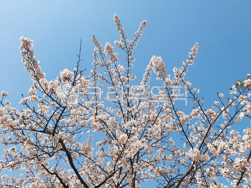 봄,벚꽃,벚꽃나무,blossom,꽃