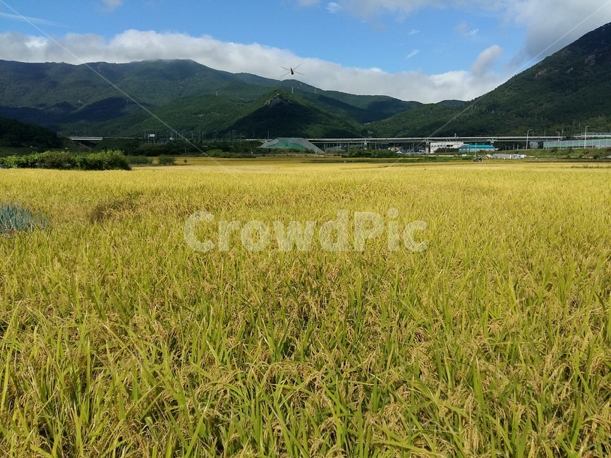 곡식,추수,가을,벼,이삭,논,밭,시골,산업,industry,industrial,농업,농사,agriculture,farming,farming industry