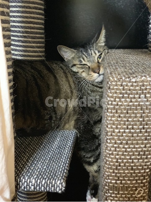 고양이,애완동물,고등어태비,코숏,야옹,동물,animal,포유류,mammal,고양이,cat,kitten,kitty